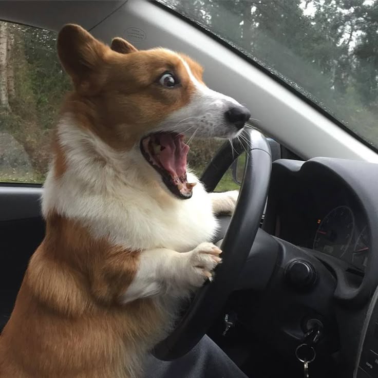 perrito maneja carro asustado.